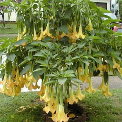 Brugmansia sp. 'Yellow' Angel's Trumpet 10 seeds