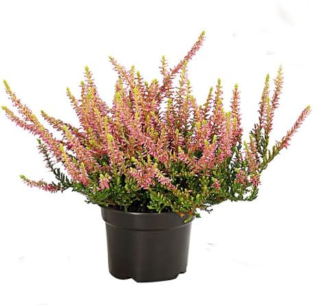 Brecina o Calluna Planta Navideña y Natural Ideal para el Hogar