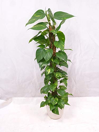 [Palmenlager]- XXL Epipremnum pinnatum - Efeutute 160/170 cm - Topf 27 Ø - Kletterpflanze // Zimmerpflanze