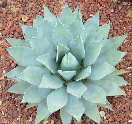 Agave VAR parryi. COUSEI Hardy esotico succulenta Aloe di semi di piante Rare 15 SEMI: Only seeds