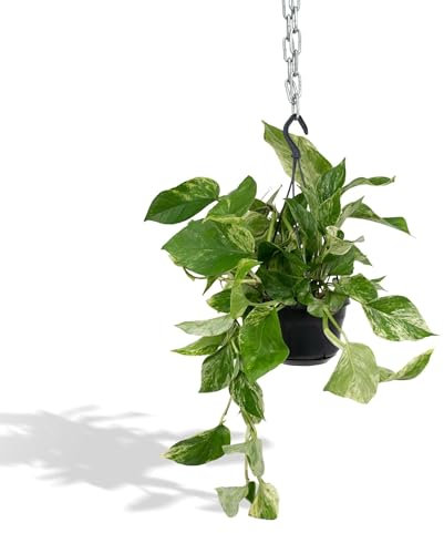 Epipremnum Marble Queen - Scindapsus - 25cm - Ø15