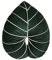 JYCRA Monstera Blattkissen, 3D-Blattpflanze, Plüsch-Überwurfkissen, tropisches Blatt-Design, für Zuhause, Schlafzimmer, Dekoration, C