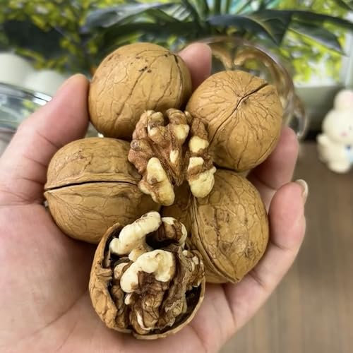 8 Pc Semillas De Plantas De Nogal, Nueces, Nueces Orgánicas Regalos Para Amantes De La Jardinería, Plantas De Interior Nogal - Juglans Regia - Plantas Resistentes Para Jardín, Árbol