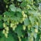 Humulus lupulus 'Opal' 60-100 cm - Hopfen, grün-gelbe Blüten, Blütezeit Juli-September, ideal für Rankgerüste, bienenfreundlich, winterhart