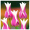 Tulpen von großem Zierwert,Perfekte Schnittblumen,Winterhartes,Tulpen zwiebeln,Lebende Pflanzen,Seltene Pflanzen,Zwiebeln, Tulip bulbs-10 Zwiebeln-A