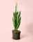 Euphorbia Trigona Verde | Cactus Naturales Exterior | Pur Plant