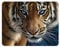 3D LiveLife Magnet - Blaue Augen von Deluxebase. Linsenförmige 3D Tiger Kühlschrankmagnet. Dekoration für Kinder und Erwachsene mit Kunstwerk lizenziert von bekannt Künstler, Collin Bogle