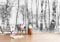 Papier Peint Panoramique Bouleau Noir Et Blanc Papier Peint Intissé 3D Tapisserie Poster Decoration Murale Chambre Salon