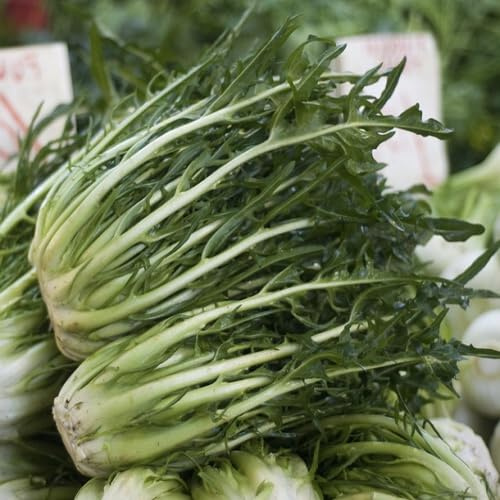 100 piezas de semillas de achicoria verde