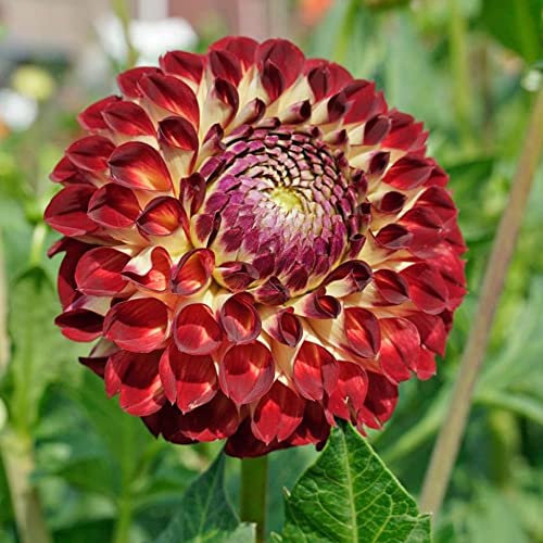 1 x Dahlia Ball – Perennial – Summer Flowering Bulb – for Your Beautiful Garden (1 x Dahlia Ball Jowey Joshua)