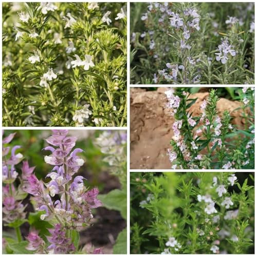 100 Pc Semillas Para Ajedrea - Plantas Herbarias, Regalos Para Los Amantes De La Jardinería. Semillas Saladas, Plantar Hierbas, Plantas Resistentes En Macetas, Semillas De Flores Cortadas.