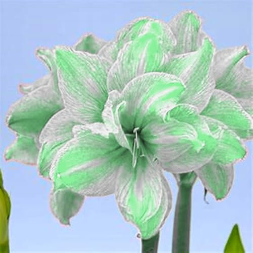 Wunderschöne und elegante Amaryllis, winterharte Qualitätszwiebeln in leuchtenden Farben für unerfahrene Gärtner, Innen- und Gartendekoration, Vasenschnittblumen-1 zwiebel-E