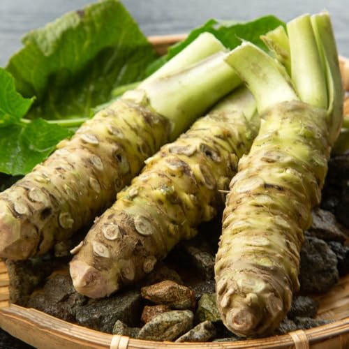 semillas de raíz de wasabi, cobertura del suelo resistentes, balcón, parterre 200pcs
