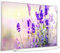 STEINFELD Heizsysteme® Elektroheizung Glas Bild Infrarotheizung mit TS11 WiFi Thermostat | Made in Germany | Motive 061 Lavendel (900 Watt, silber/Alu)