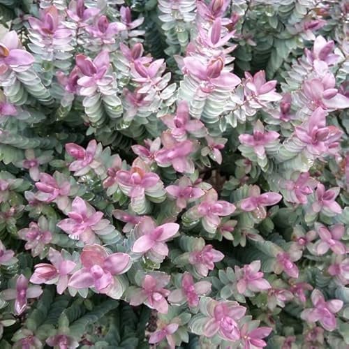 [x1] Hebe Red Edge | Hardy Evergreen Shrub | Flowering Garden Shrub | 9cm Pot |