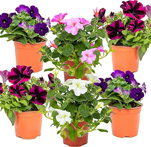 Petunia | Pack 6 Plantas | Flores de Exterior | Plantas para Terraza y Jardín