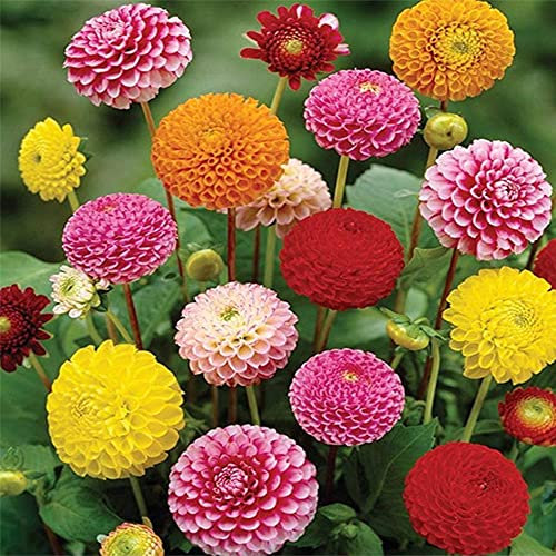 2 x Dahlia Pompon Mixed Collection Bulbs- Colourful Mix of Honeycomb Blooms- a Beautiful Garden Awaits You