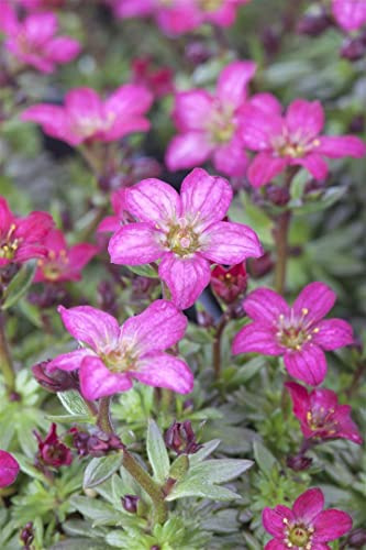 Saxifraga x arendsii 'Peter Pan' 9x9 cm Topf – Winterhart, Mehrjährig, Immergrün – Moos-Steinbrech – Bodendecker für Steingarten & Beet