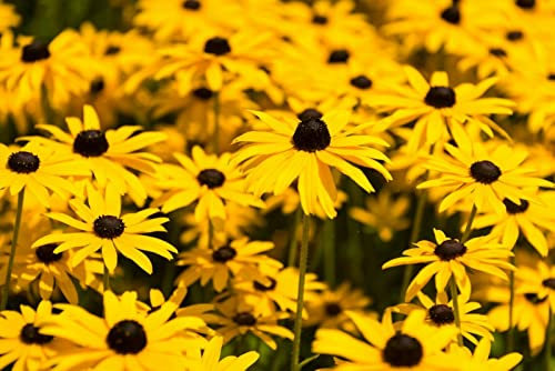 500 Samen Sonnenhut Rudbeckia hirta Wildblumen Garten Sommer Blumen