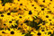 500 Samen Sonnenhut Rudbeckia hirta Wildblumen Garten Sommer Blumen