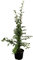 Feuerdorn Red Column 60-80cm - Pyracantha
