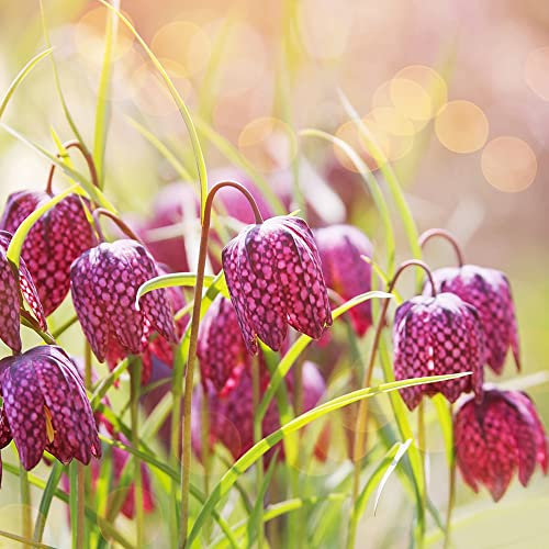 8 pcs kaiserkronen knollen mehrjährig - Fritillaria - plants blumenzwiebel winterharte stauden mehrjährig kaiserkronen - zwiebeln bloom indoor garten wanddeko pflanzen bonsai topf