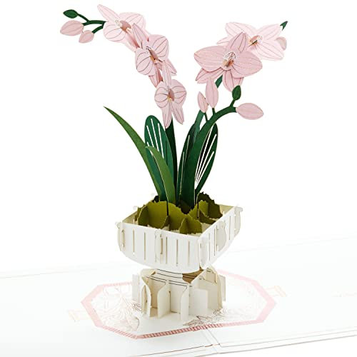 Hallmark Signature Pop Up Muttertagskarte oder Geburtstagskarte für Frauen (Orchidee)