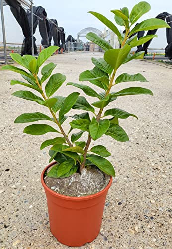 POWERS TO FLOWERS - LAURO, LAUROCERASO, PIANTA PER SIEPE, 15 PIANTE, VASO 17CM DIAMETRO, ALTEZZA MINIMA 50CM, piante vere