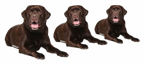 AdriLeo - Aufkleber 3er-Set – brauner Labrador Deko Autoaufkleber Sticker Hund