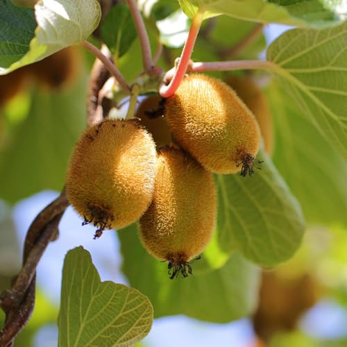 Obstpflanzen Grüne Kiwi 'Jenny' & Goldene Kiwi – 2 Pflanzen – 15cm – Höhe 50cm – Süße, vitaminreiche Früchte – Pflegeleicht & winterhart