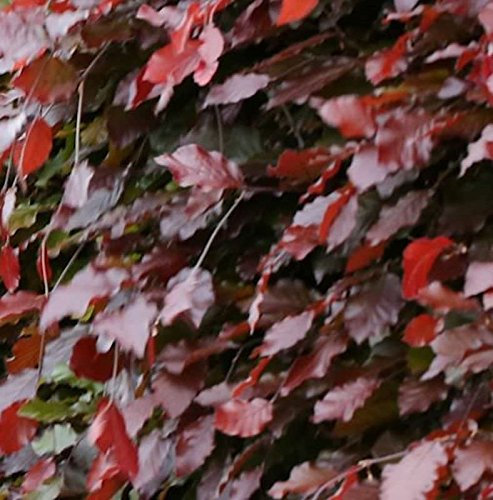 Schwarzroten Zwerg Blutbuche 50-60cm - Fagus sylvatica - Gartenpflanze