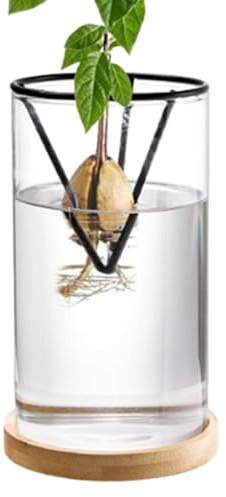 Generisch Avocado-Baum-Anzucht-Set Klarglas-Samenvase Avocadobaum-Anzuchtset 3-teilig Avocado-Vase Zum Anbauen Glas-Anzuchttopf Startervase Mit Holzsockel Anzuchtvase Für Zuhause Geschäft Balkon