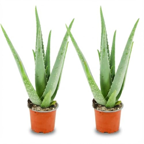 Aloe Vera – 2 Pflanzen – Ø10,5cm – Höhe 35–40cm – Pflegeleichte Sukkulente – Heilpflanze mit fleischigen Blättern – Ideal für Fensterbank & Wohnraum
