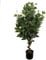 Leaf Künstlicher Baum/Pflanze, gemischte Materialien, grüner Benjamini, gedreht, 110 cm, Ficus, Green Ficus Twist