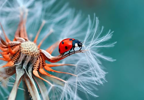Macro photography for beginners: From Beginner to Expert