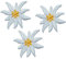 3 TLG. Set: kleine Blüten Edelweiss - 3,5 cm * 3 cm Bügelbild - Aufnäher Applikation - weiße/beige/Ivory Edelweiß - Alpenblume - Blumen Blüten für Trachte..