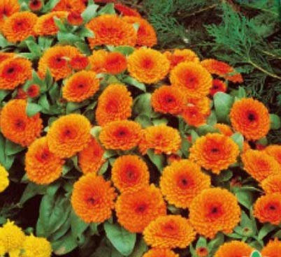 Pcs - 90x Souci Orange Gitana Calendula Semences Jardin Plantes - Graines K156 - Seeds & Plants Shop by Ipsa