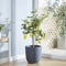 Lemon (Citrus) Eureka Tree 9cm Pot x 1