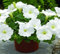 100 graines de fleurs de pétunia blanches