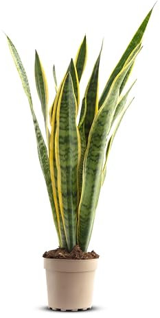 GREENTIA | Lengua de suegra - Sansevieria Laurentii Planta Natural M17 Altura 60-80cm en maceta de 17cm de diámetro