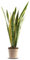 GREENTIA | Lengua de suegra - Sansevieria Laurentii Planta Natural M17 Altura 60-80cm en maceta de 17cm de diámetro