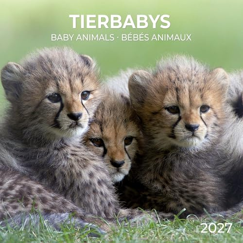 Tierbabys / Baby Animals 2027: Kalender 2027 (Artwork Edition)