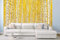 Vlies Fototapete GELBE BIRKE 375 x 250 cm (inkl. Kleister) - Vlies Tapete, Wandtapete, Wandbilder - Tapete für Wohnzimmer Schlafzimmer, Büro, Küche - Montagefertig