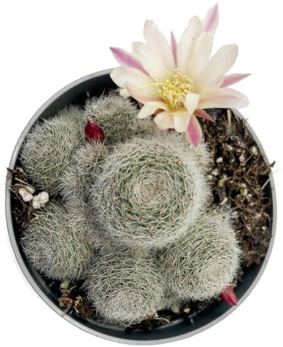 Fangblatt - Sulcorebutia 'Sunrise' - Kaktus im Ø 9 cm Topf - exotische Sukkulente - außergewöhnliche Zimmerpflanze