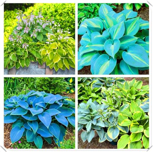 Cool hosta Plants – an indispensable Element in Natural Garden Settings，Hardy Perennial, Excellent Display-6bulbs-V