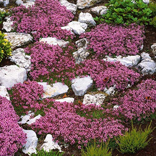 500Pz Semi di Timo Strisciante Copertura del Terreno Tappeto Perenne Fioritura Giardino Pianta Decor Semi di Crescione Roccioso Azzurro, Semi da Piantare(Rosa)