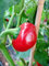 SEMI PEPERONCINO-SATANA'S KISS-Hierba de Cabra-Nero ROJO Caribe-Chile DE ARBOL Naranja
