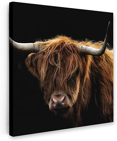MuchoWow Leinwand Bilder, Einzigartige Wanddeko mit Rahmen, Schottischer Highlander - Hörner - Schwarz - Tiere - Natur - Wild - Kuh, Wandbilder Wohnzimmer, Deko Schlafzimmer 20x20 cm