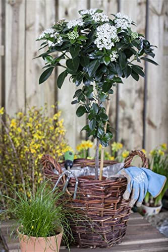 Viburnum tinus 80-100 cm - Lorbeer-Schneeball, weiße Blüten, Blütezeit November-April, immergrün, ideal für Hecken, winterhart und pflegeleicht