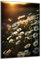 DARO Design - Wand-Bild auf 6mm HDF 84x56 cm Gänseblümchen Feld - Wand-Deko Bilder Geschenk